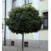 Клён остролистный Глобозум(Acer platanoides Globosum) Штамб